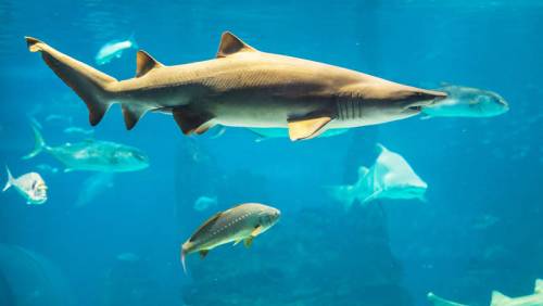 AQUÀRIUM, Aquàrium