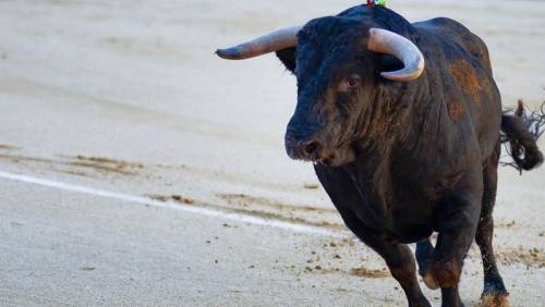 PLAZA DE TOROS, Visite