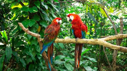 JUNGLE ISLANDS