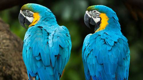 JURONG BIRD PARK, Jurong Bird Park
