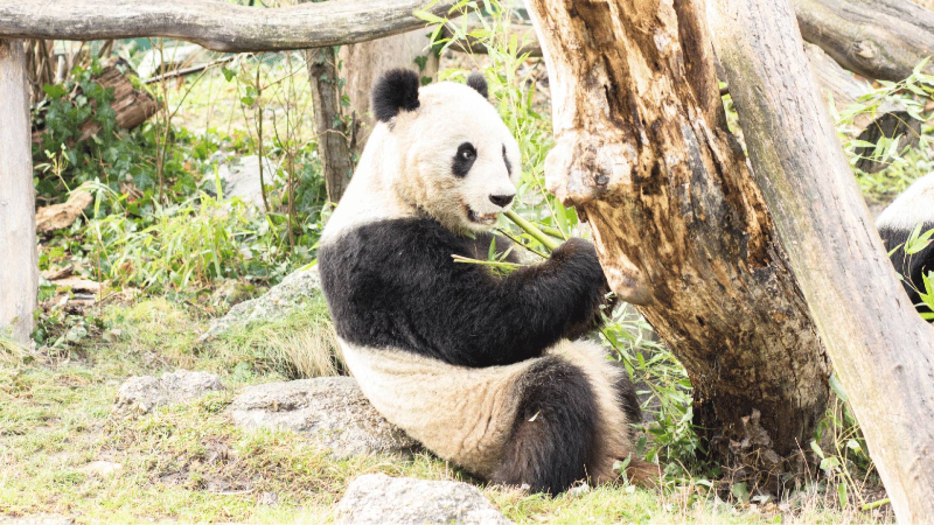 SCHONBRUNN, Parque Zoo